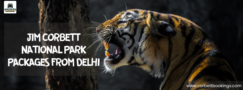 Jim Corbett National Park Packages from Delhi – Complete Travel Guide