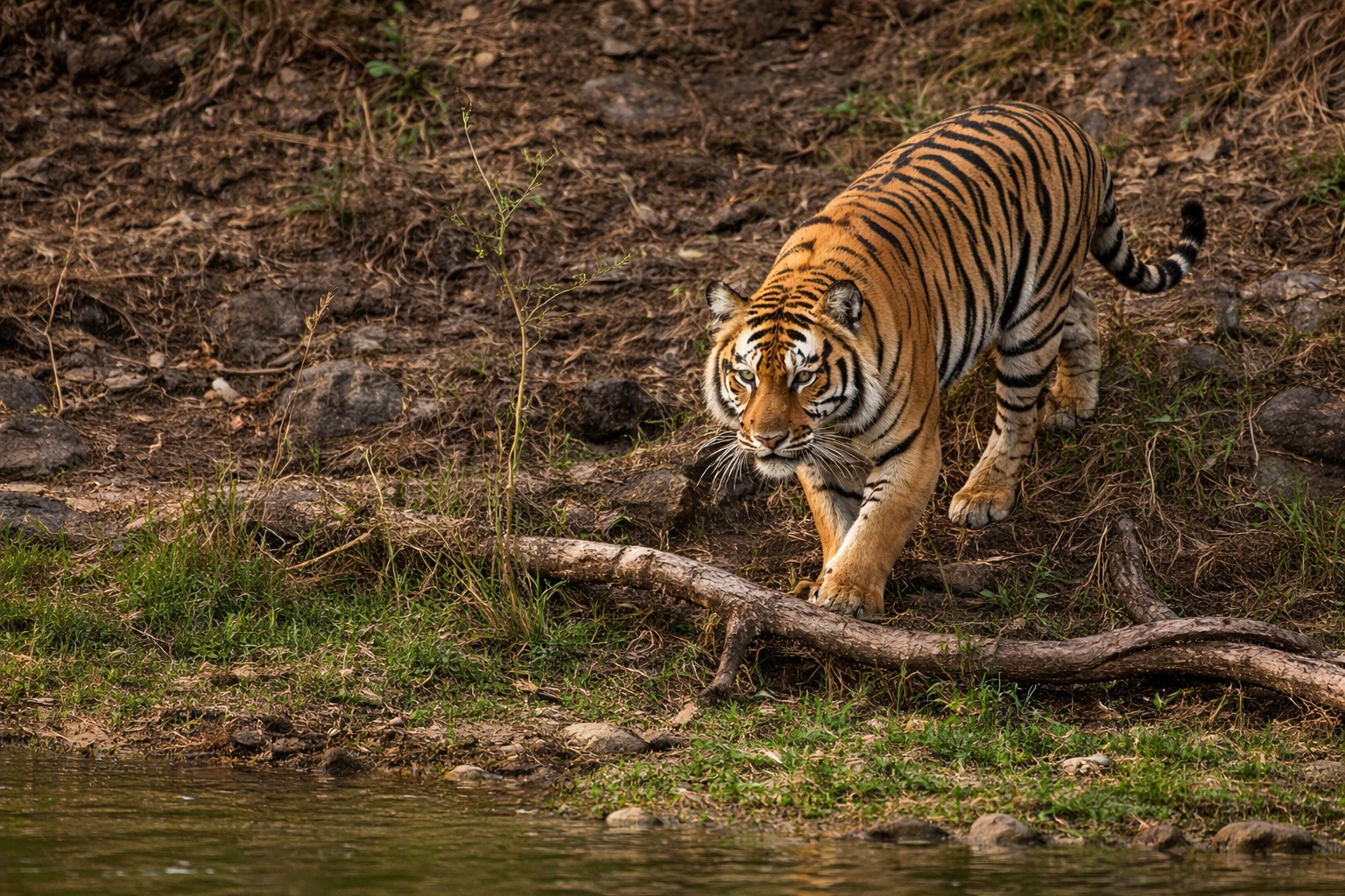 Fauna of Jim Corbett National Park