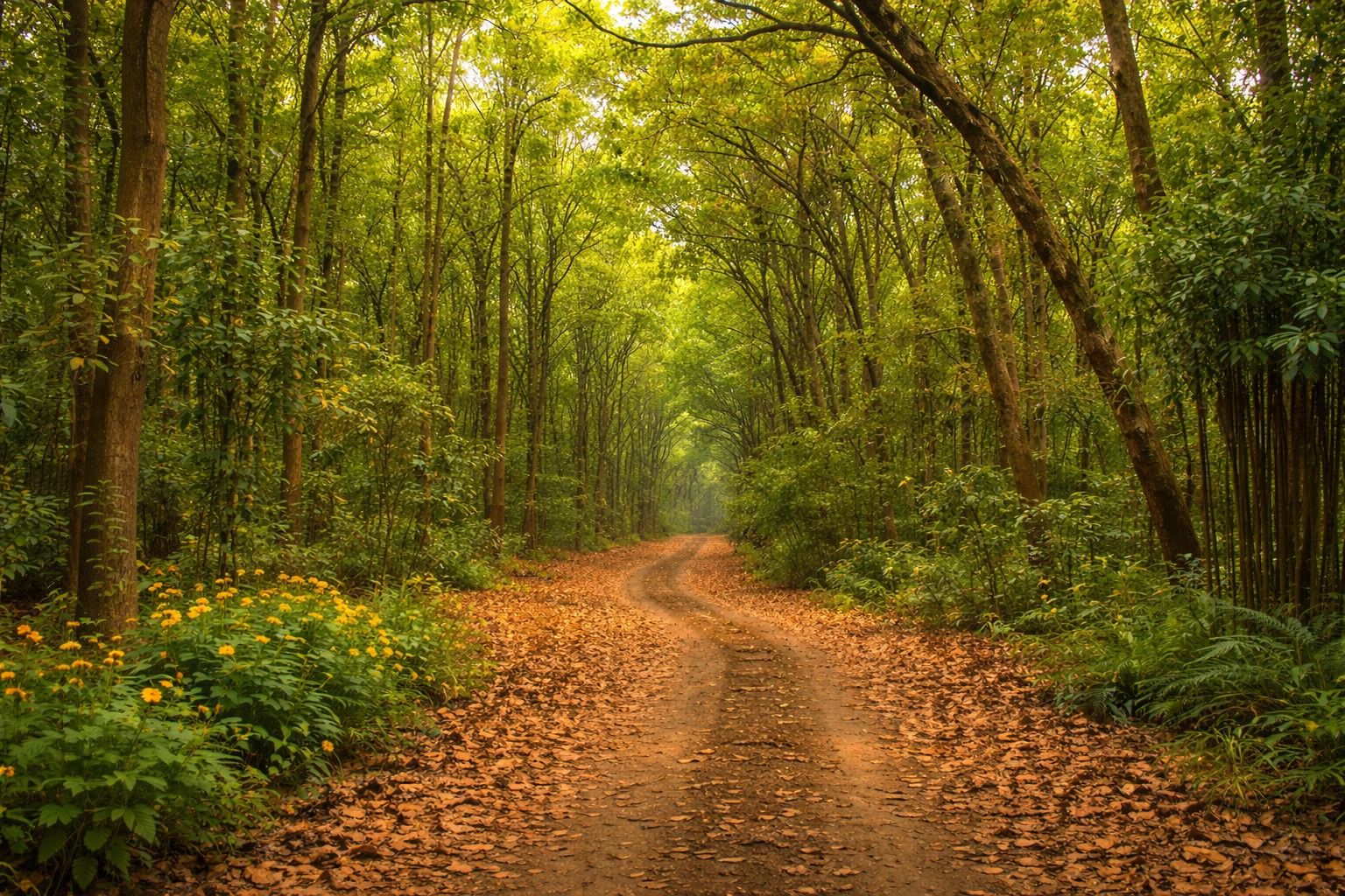 Flora of Jim Corbett National Park