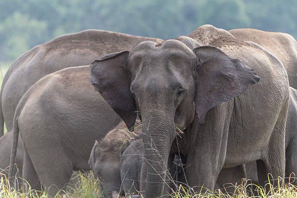 Full Corbett Package