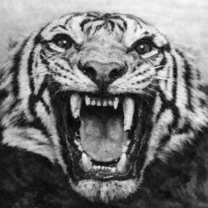 How Jim Corbett Killed the Champawat Man-Eating Tigress