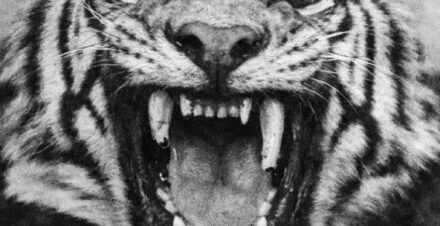 How Jim Corbett Killed the Champawat Man-Eating Tigress