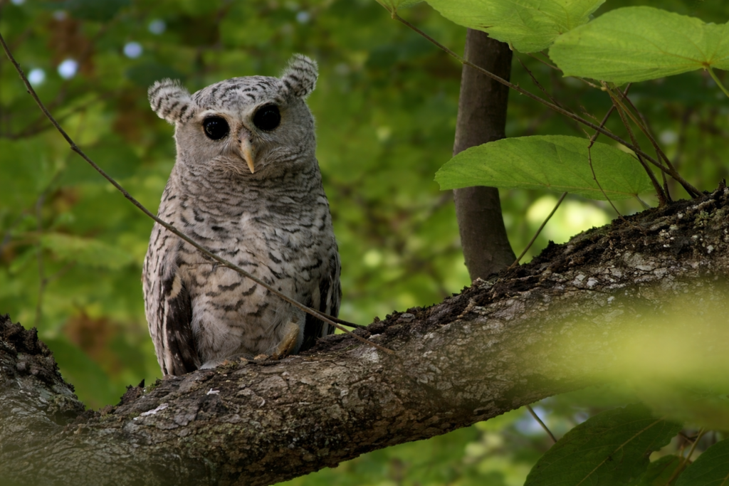Spot-bellied Eagle-Owl perched on a tree branch in Jim Corbett National Park Uttarakhand rare owl species sighting