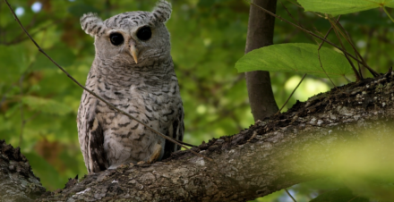 Spot-bellied Eagle-Owl perched on a tree branch in Jim Corbett National Park Uttarakhand rare owl species sighting