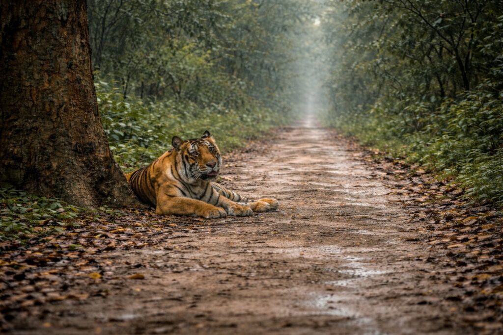 Which Zones Are Open During Monsoon in Jim Corbett