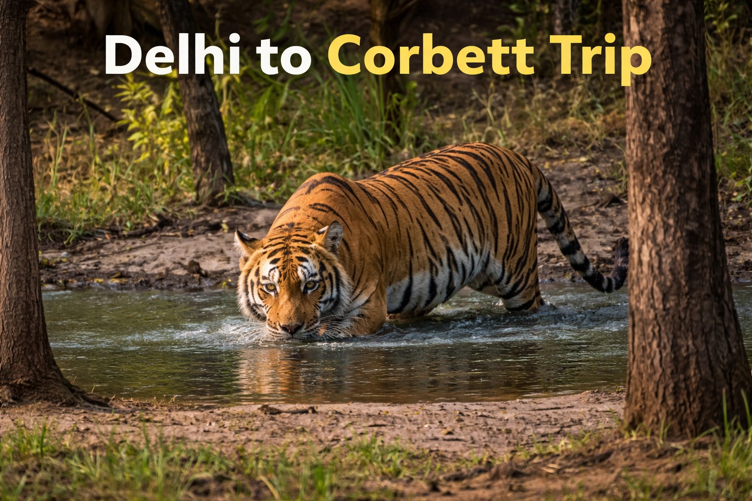Delhi to Corbett Trip: Complete Travel Guide from Delhi to Jim Corbett National Park