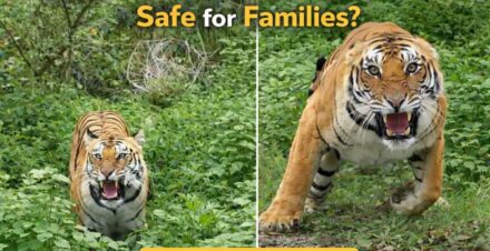 Is Jim Corbett Safari Safe for Families with Kids