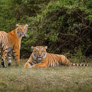 Bengal tigers resting in forest during jeep safari in Jim Corbett National Park