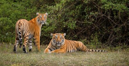 Bengal tigers resting in forest during jeep safari in Jim Corbett National Park