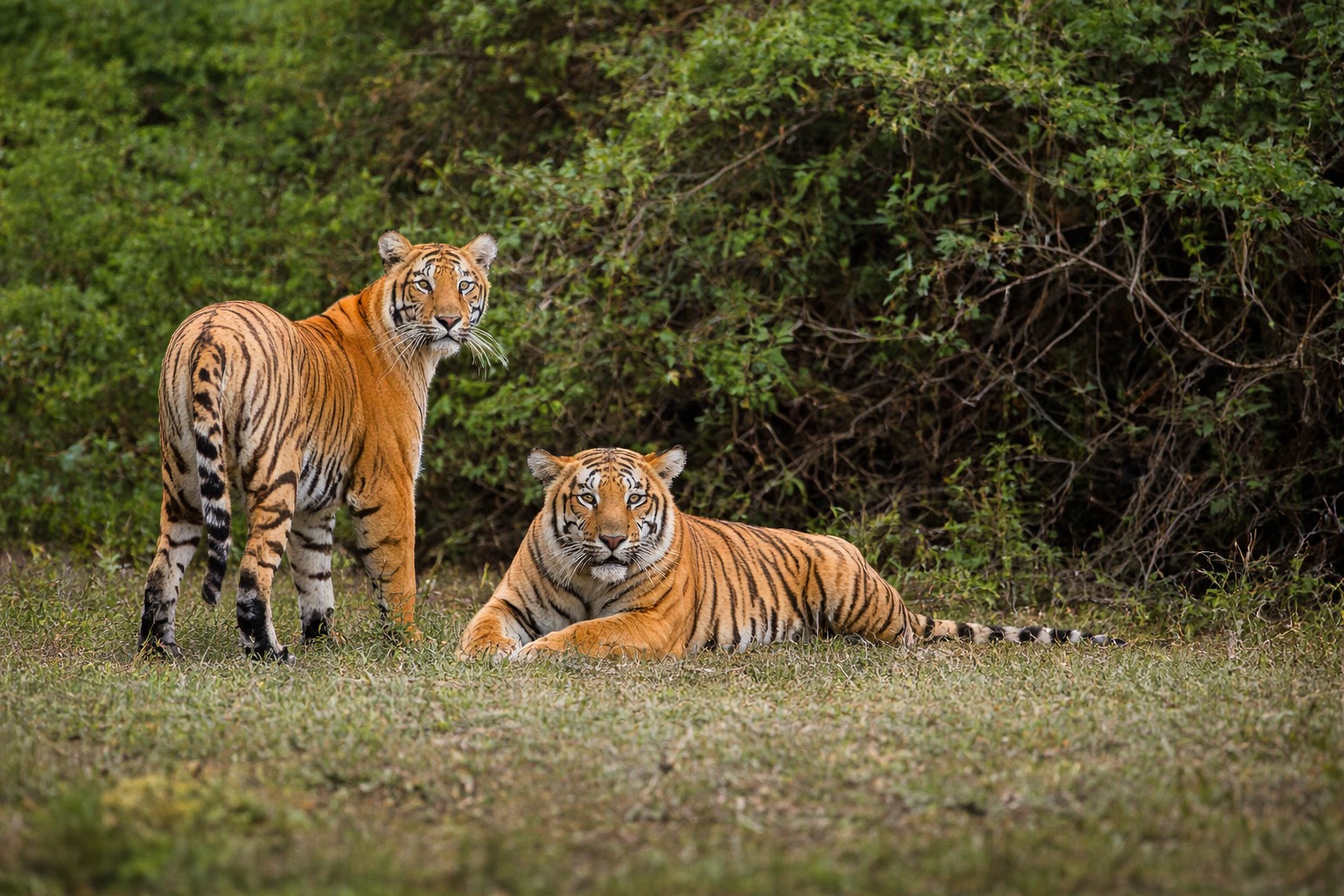 Documents Required for Jim Corbett Safari Booking (ID Proof Rules &amp; Permit Guidelines)