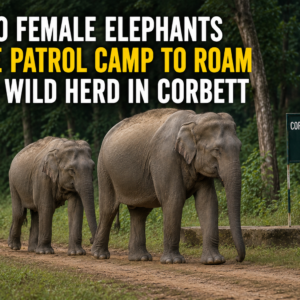Two Female Elephants Leave Patrol Camp to Roam with Wild Herd in Corbett