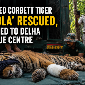 Injured Corbett Tiger 'Bhola' Rescued, Shifted to Dhela Rescue Centre