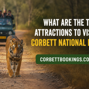 What Are the Top Attractions to Visit in Corbett National Park