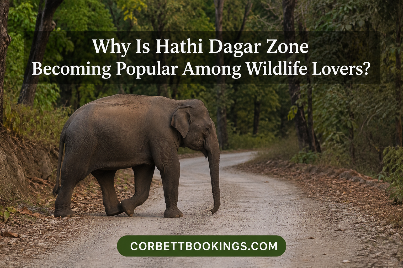 Why Is Hathi Dagar Zone Becoming Popular Among Wildlife Lovers? 