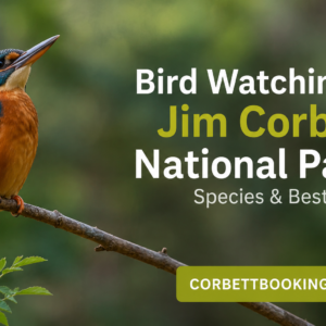 Bird Watching in Jim Corbett National Park Species & Best Zones