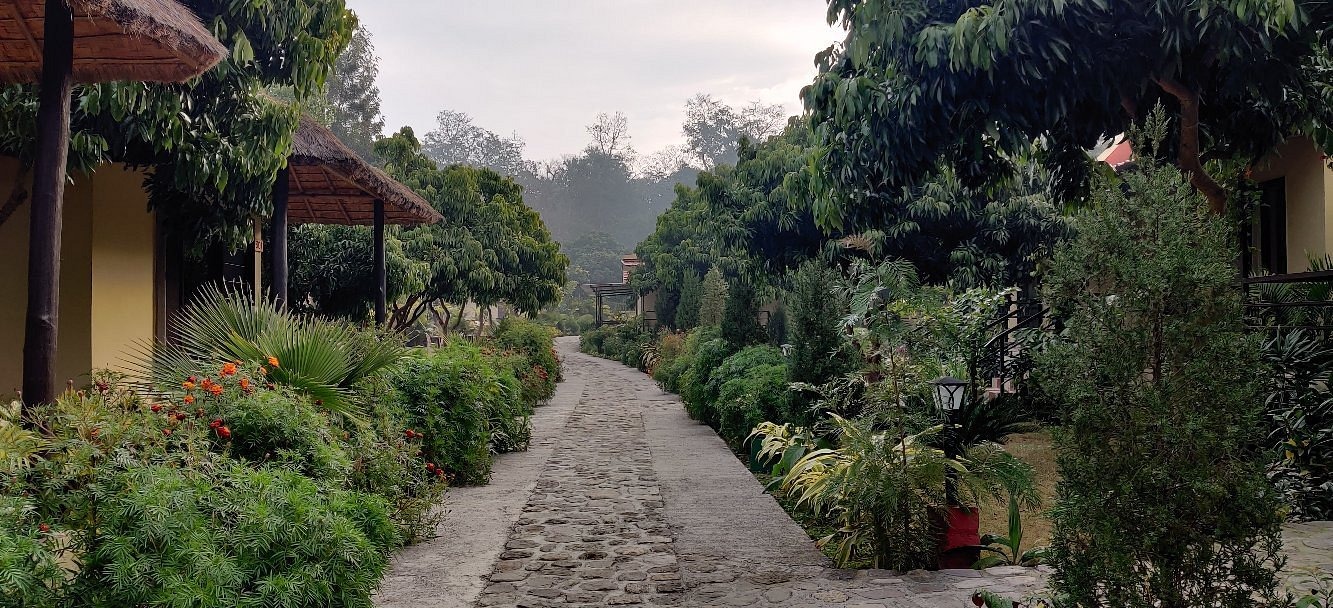 Corbett Tigers N Trees